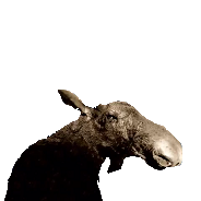 Anymoose